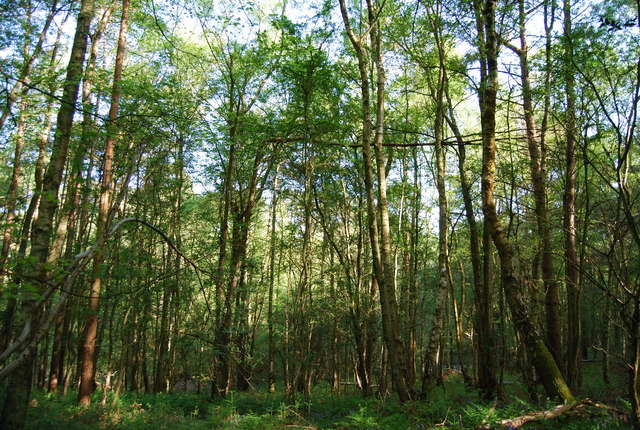 File:Barnsnap Wood - geograph.org.uk - 1288857.jpg