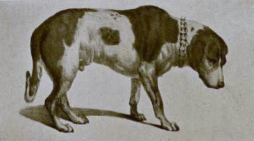 バリー 犬 Wikipedia