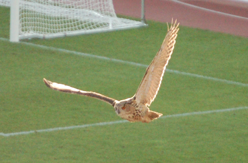 jalkapallo huuhkajat