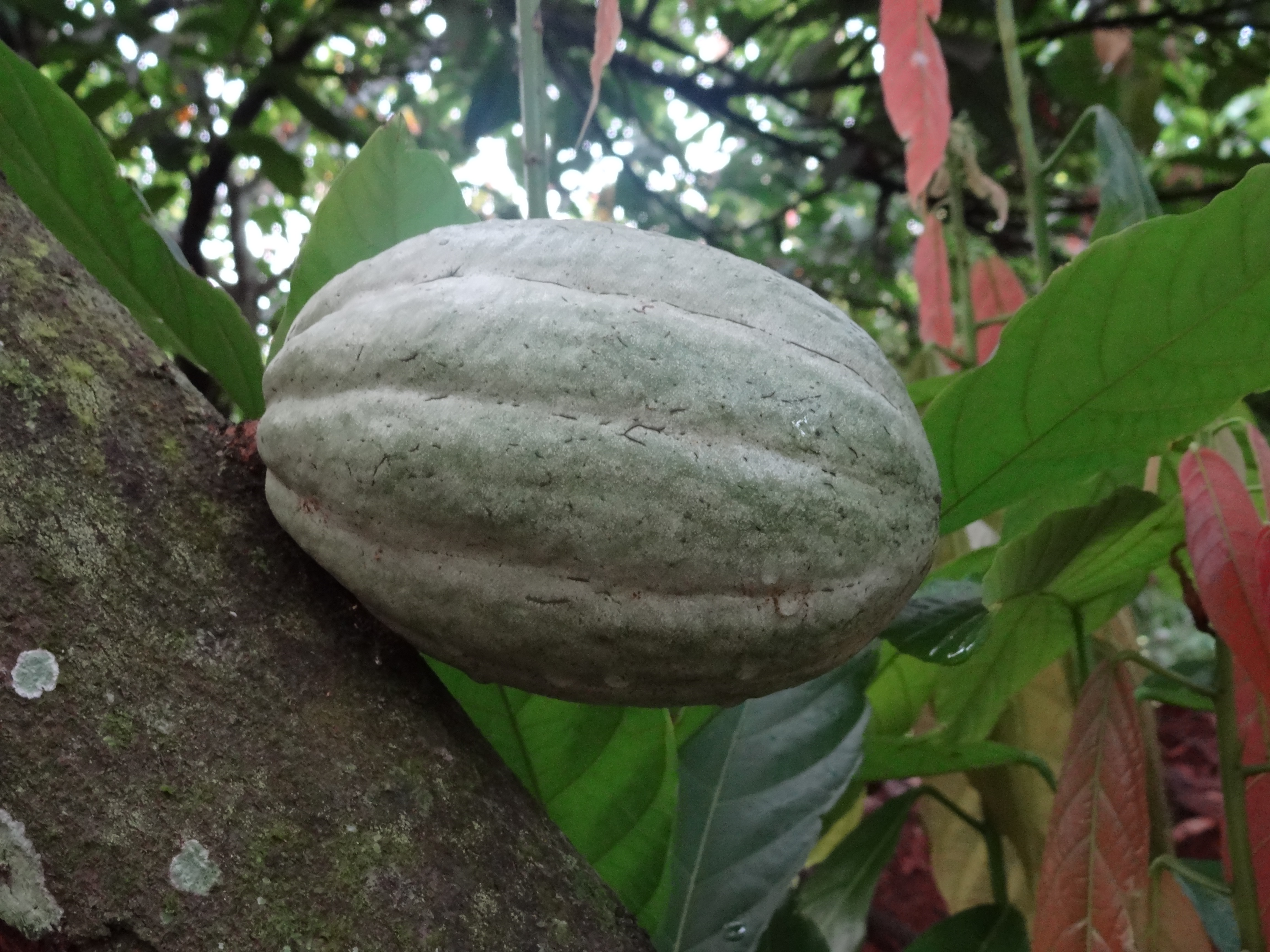 Cacao fruit. Ассоциация какао Cote d'Ivoire. Фрукт похожий на плоды какао.