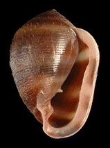 An apertural view of a shell of Cassidula nucleus. Cassidula nucleus shell.png