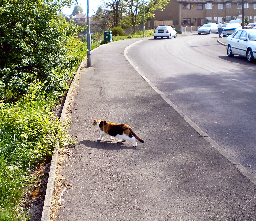 Cats crossing