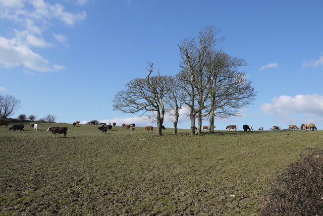 File:Cattle Pasture at Menabilly Barton - geograph.org.uk - 5134048.jpg