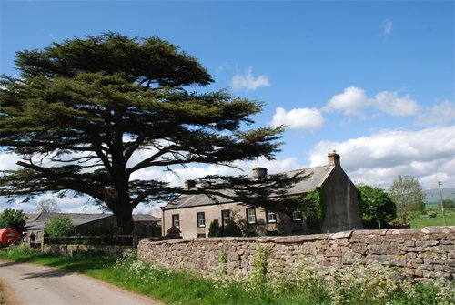 File:Cedar of Lebanon - geograph.org.uk - 448442.jpg - Wikipedia