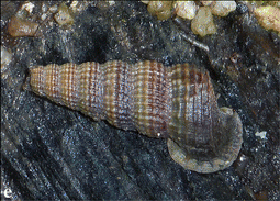 <i>Cerithidea</i> Genus of gastropods