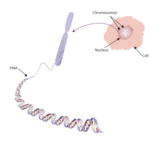 dna chromosomes