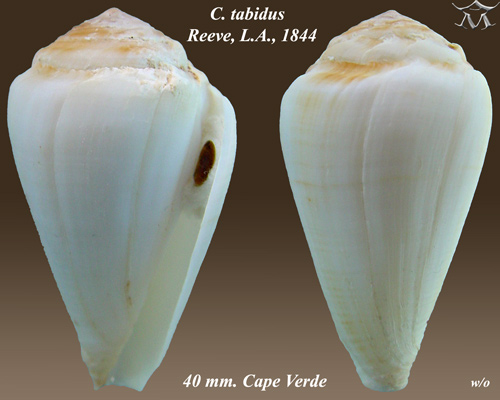 File:Conus tabidus 2.jpg