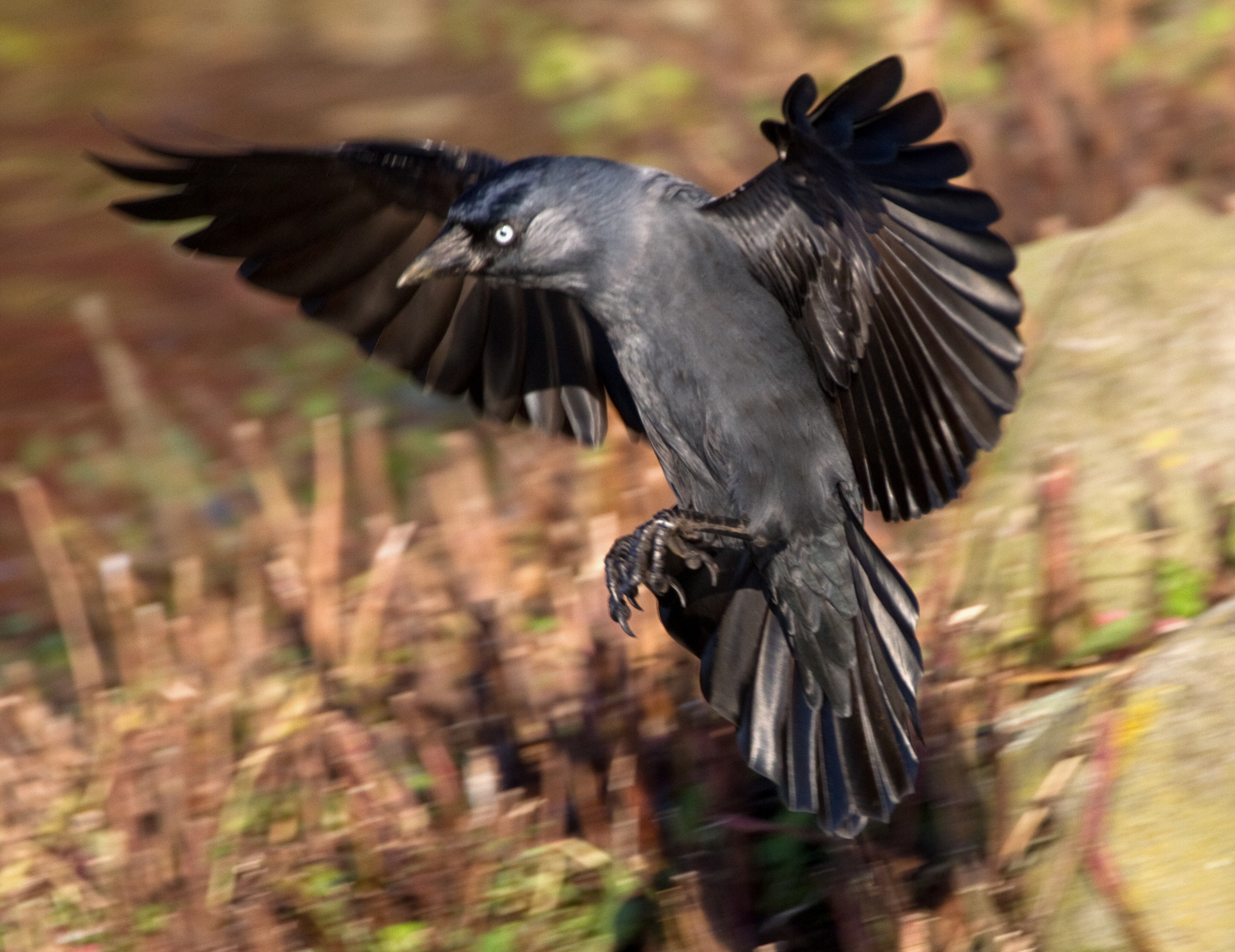 Corvus monedula landing.jpg