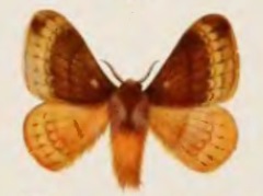 <i>Cotana albaserrati</i> Species of moth