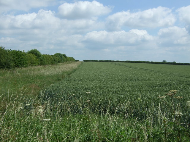 File:Crop field and margin - geograph.org.uk - 5432562.jpg