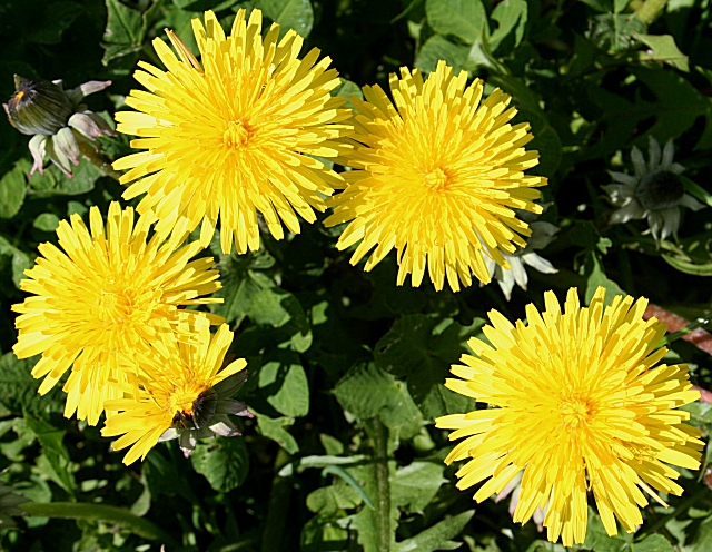 File:Dandelions (Taraxacum officinale) - geograph.org.uk - 1282917.jpg