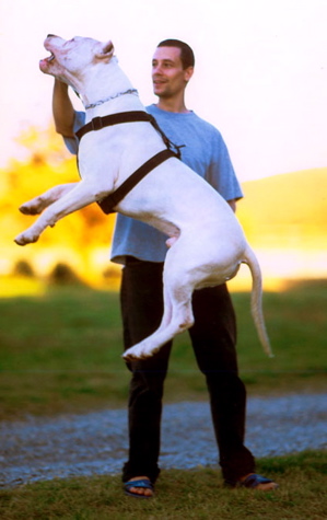 File:Dogo argentino jumping.jpg