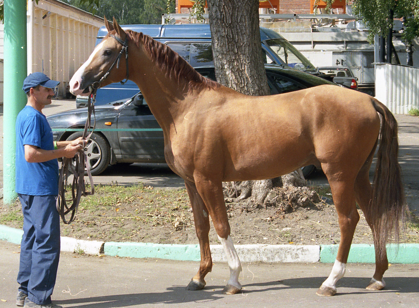 Донская лошадь - Horse Scanner