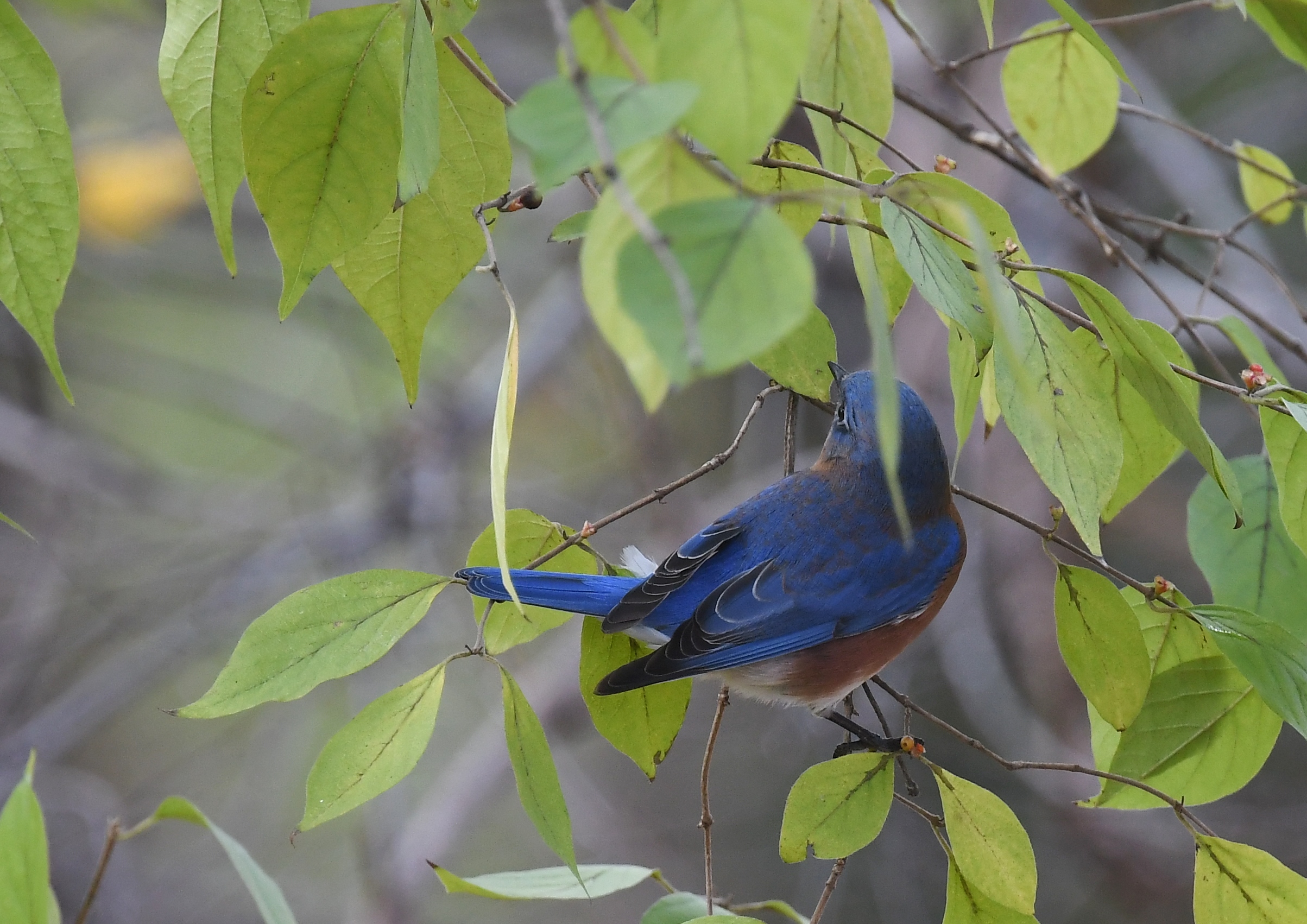 Фф bluebird. Bluebird фф.