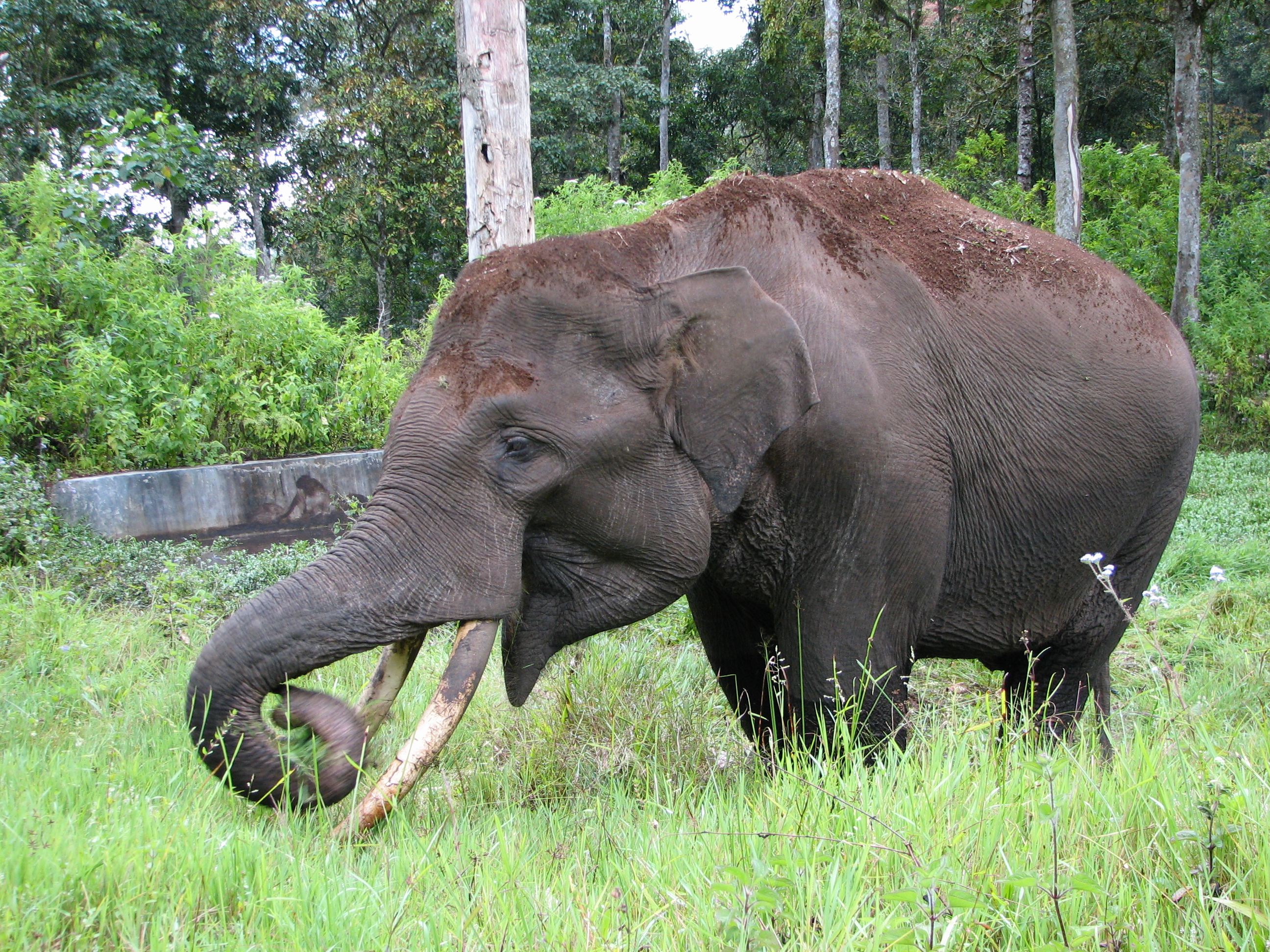 Elephant множественное. Слоны. Питание слона. Слон кушает. Слон ест траву.