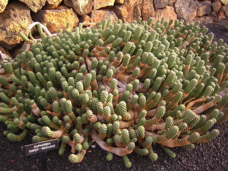 File:Euphorbia caput-medusae.jpg