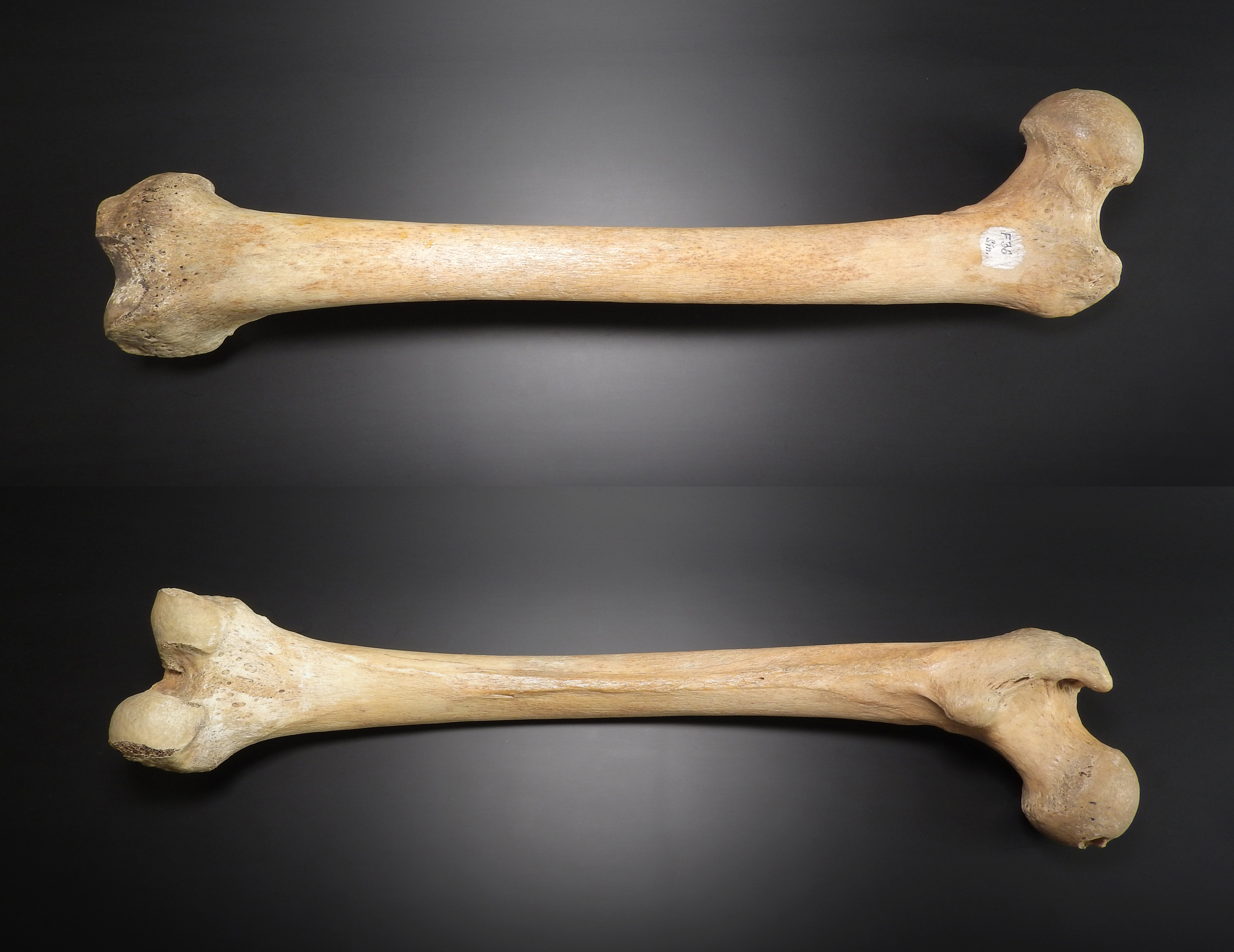 Бедренная кость (femur)