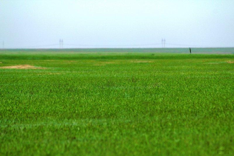 File:Fields near the Shevchenkove Village, Kiliya Raion, Ukraine.jpg