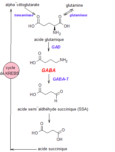 Acide glutamique — Wikipédia