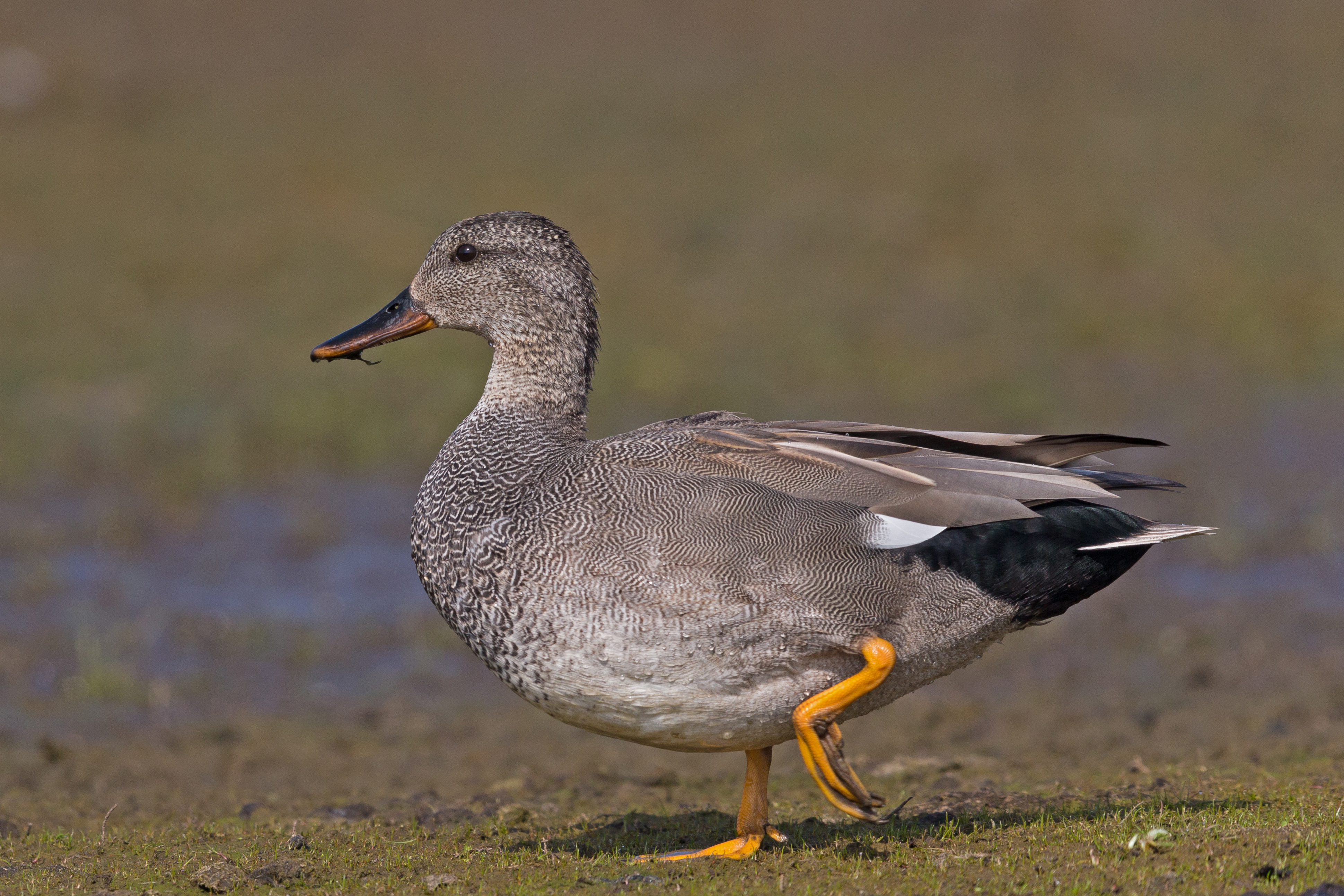 Gadwall Feathers