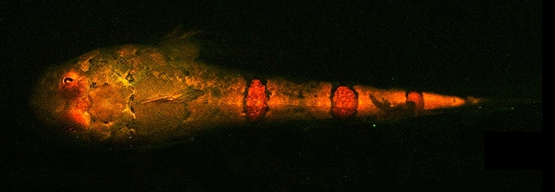 File:Gillellus uranidea biofluorescence.jpg