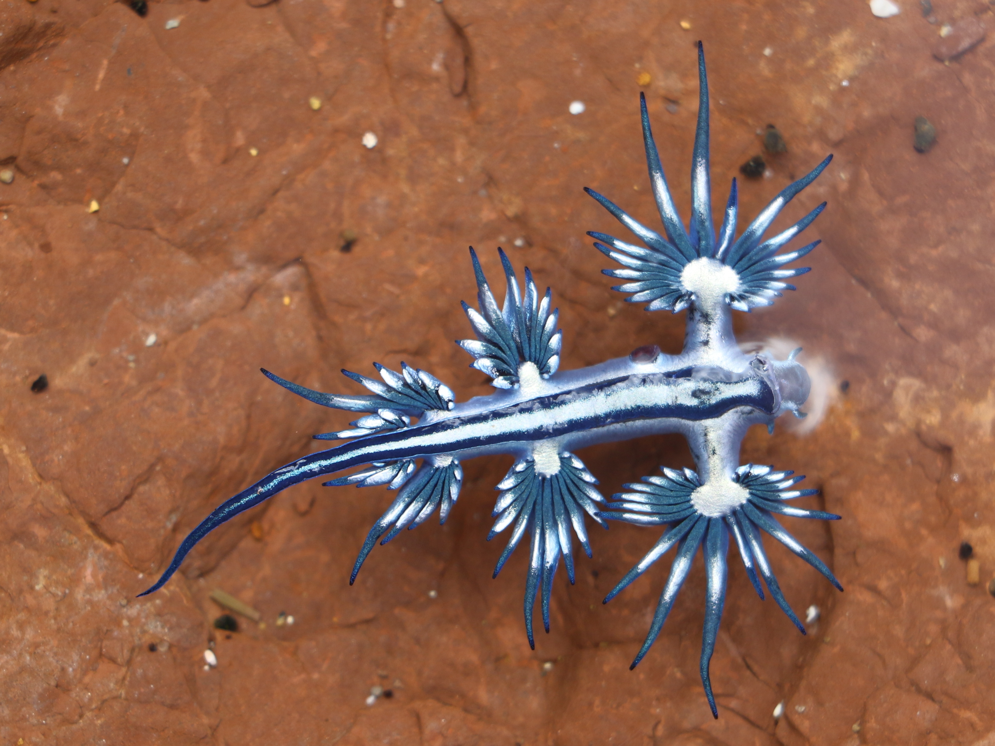 Голубой ангел. Главк Атлантикус. Glaucus Atlanticus яйца кладки. Полосчатый Глаукус. Кархеринус Глаукус.