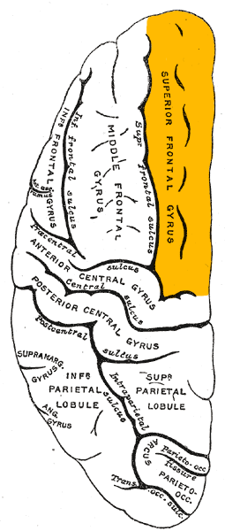 File:Gray725 superior frontal gyrus.png