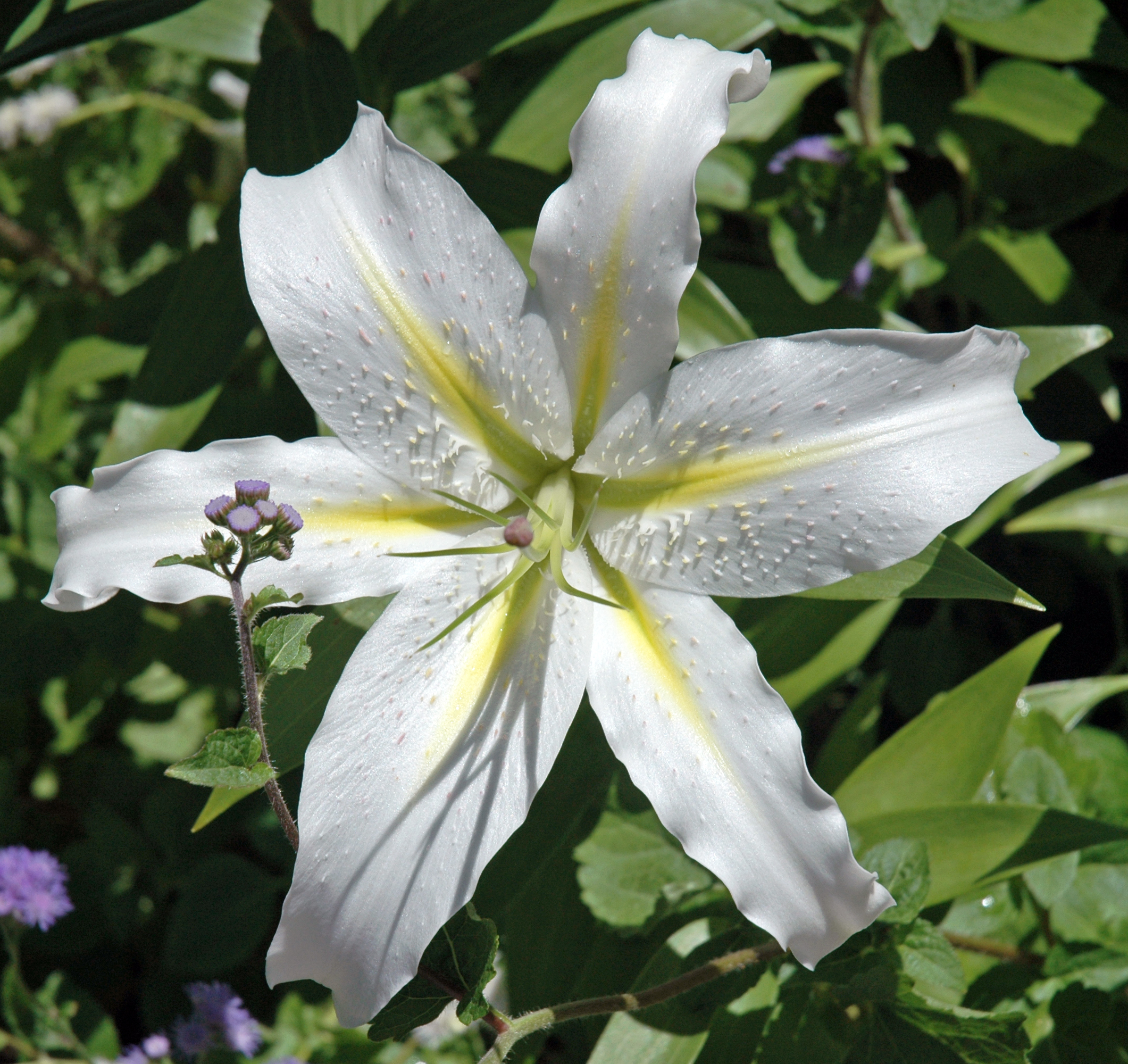 Day lily