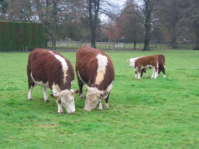 File:Herefords, The Park, Ashford Carbonel. - geograph.org.uk - 91256.jpg