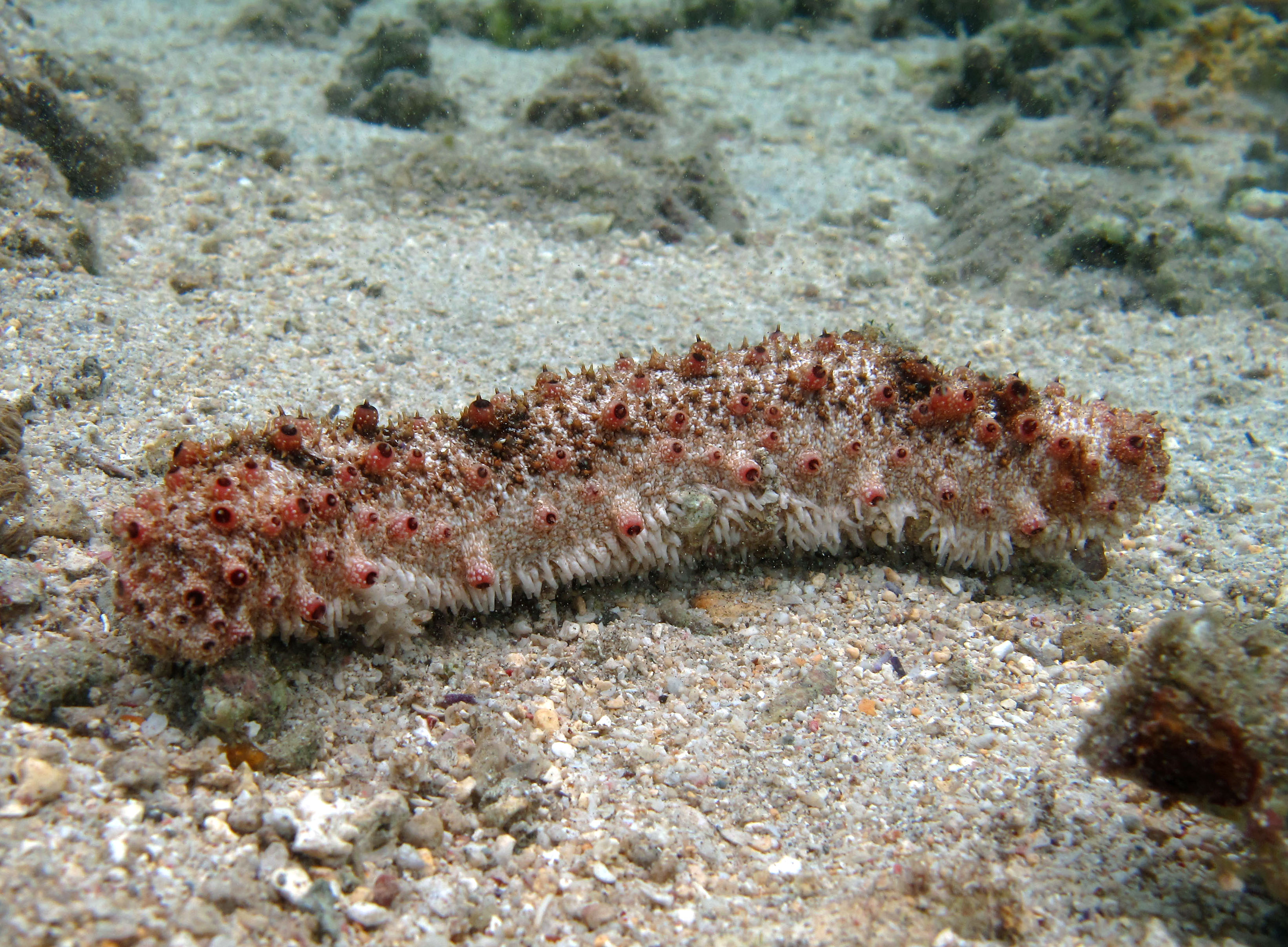 https://upload.wikimedia.org/wikipedia/commons/9/9a/Holothuria_pervicax_R%C3%A9union.jpg