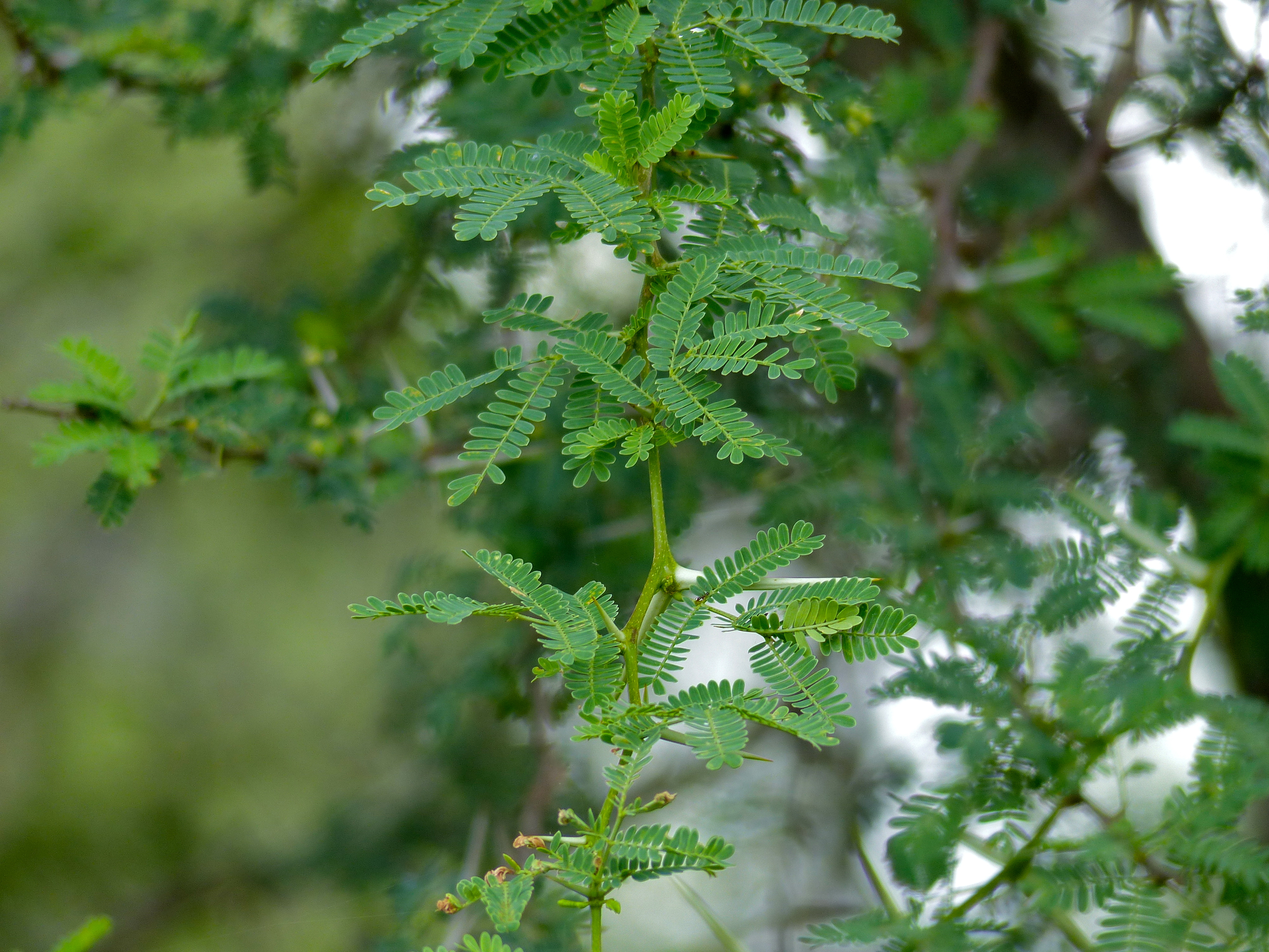 Horned Thorn (Acacia grandicornuta) (11452491423).jpg