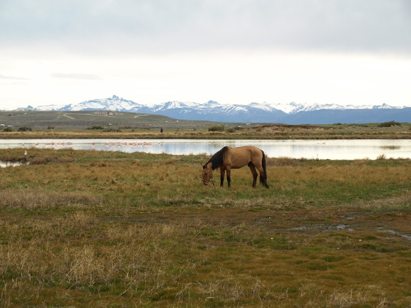 File:Horse at Laguna Nimez.jpg