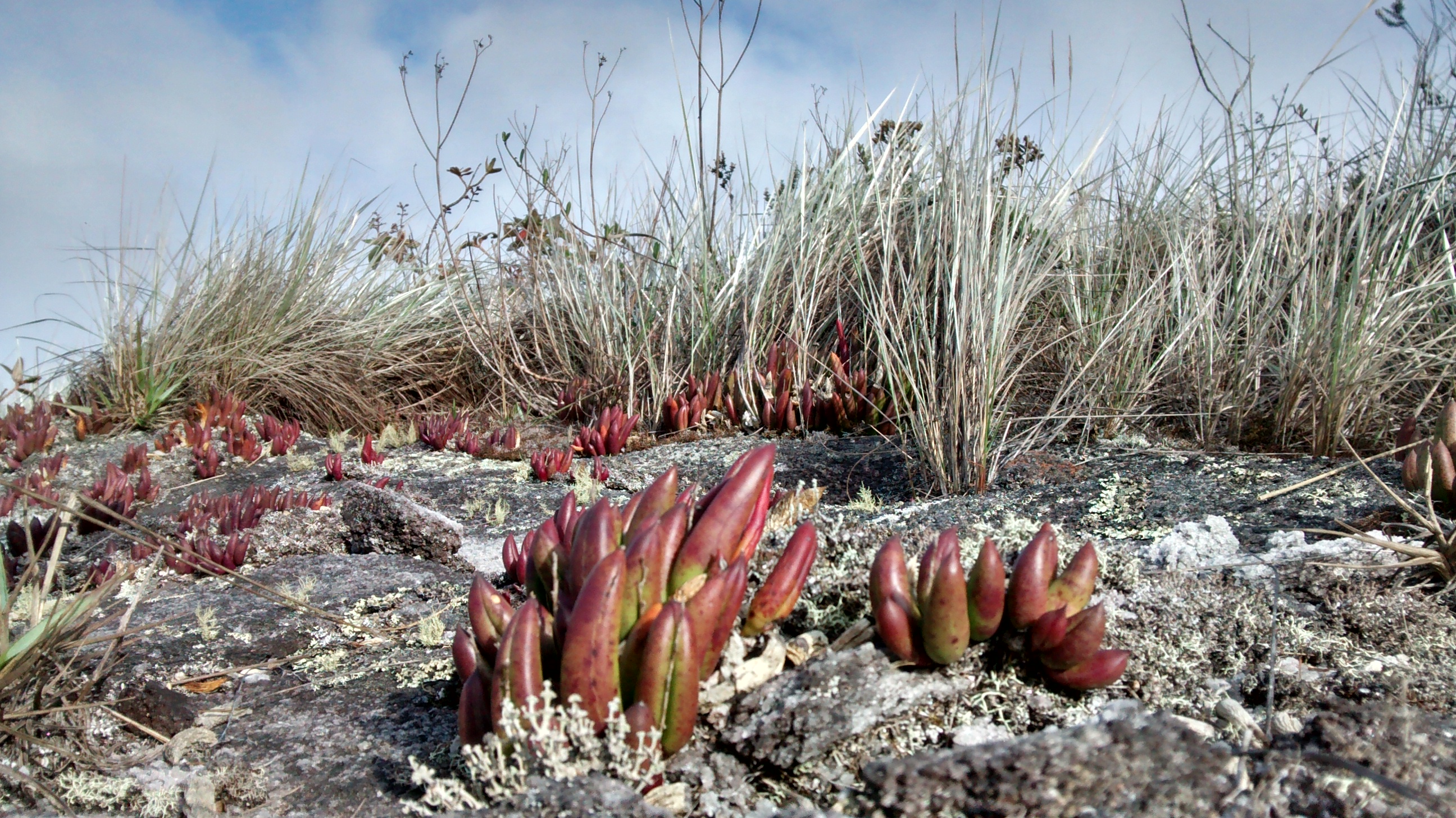 File:Ibitipoca - orquídeas Pleurothallis ochreata.jpg - Wikimedia Commons