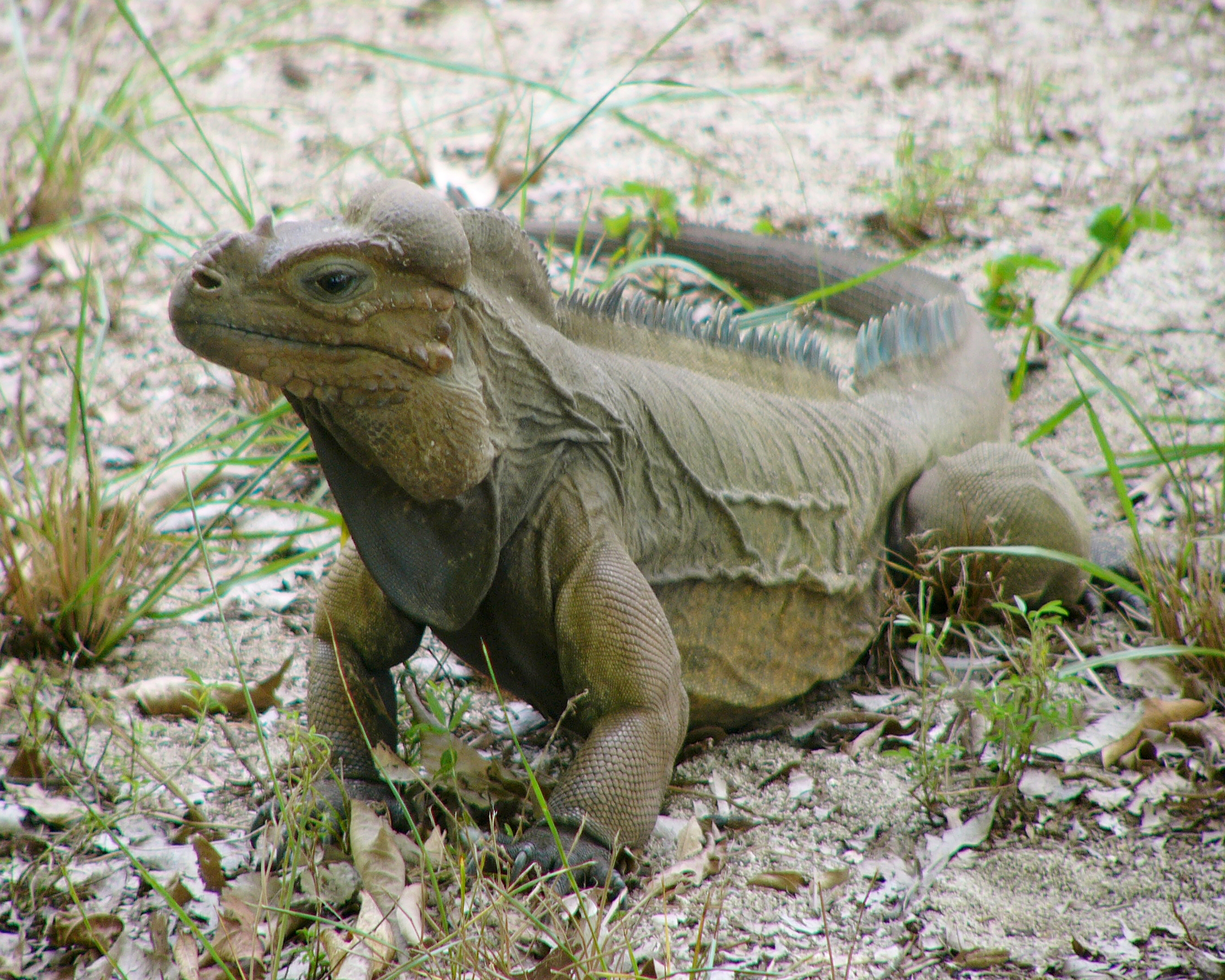 Resultado de imagen de Iguana dominicana