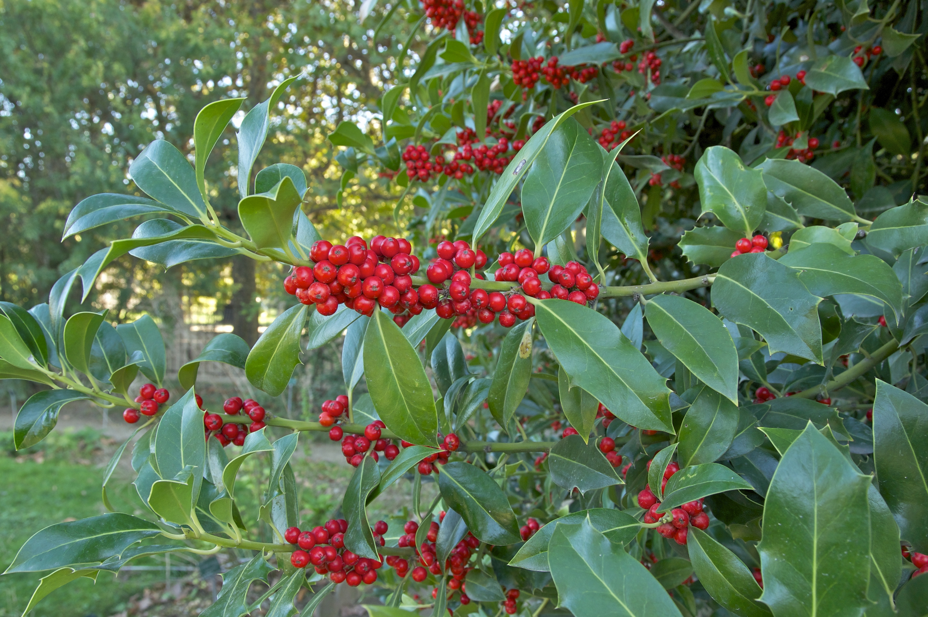 Ilex aquifolium