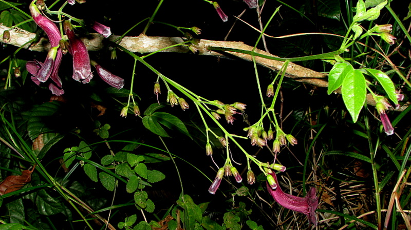 File:Jacaranda jasminoides (Thunb.) Sandwith (3256769110).jpg