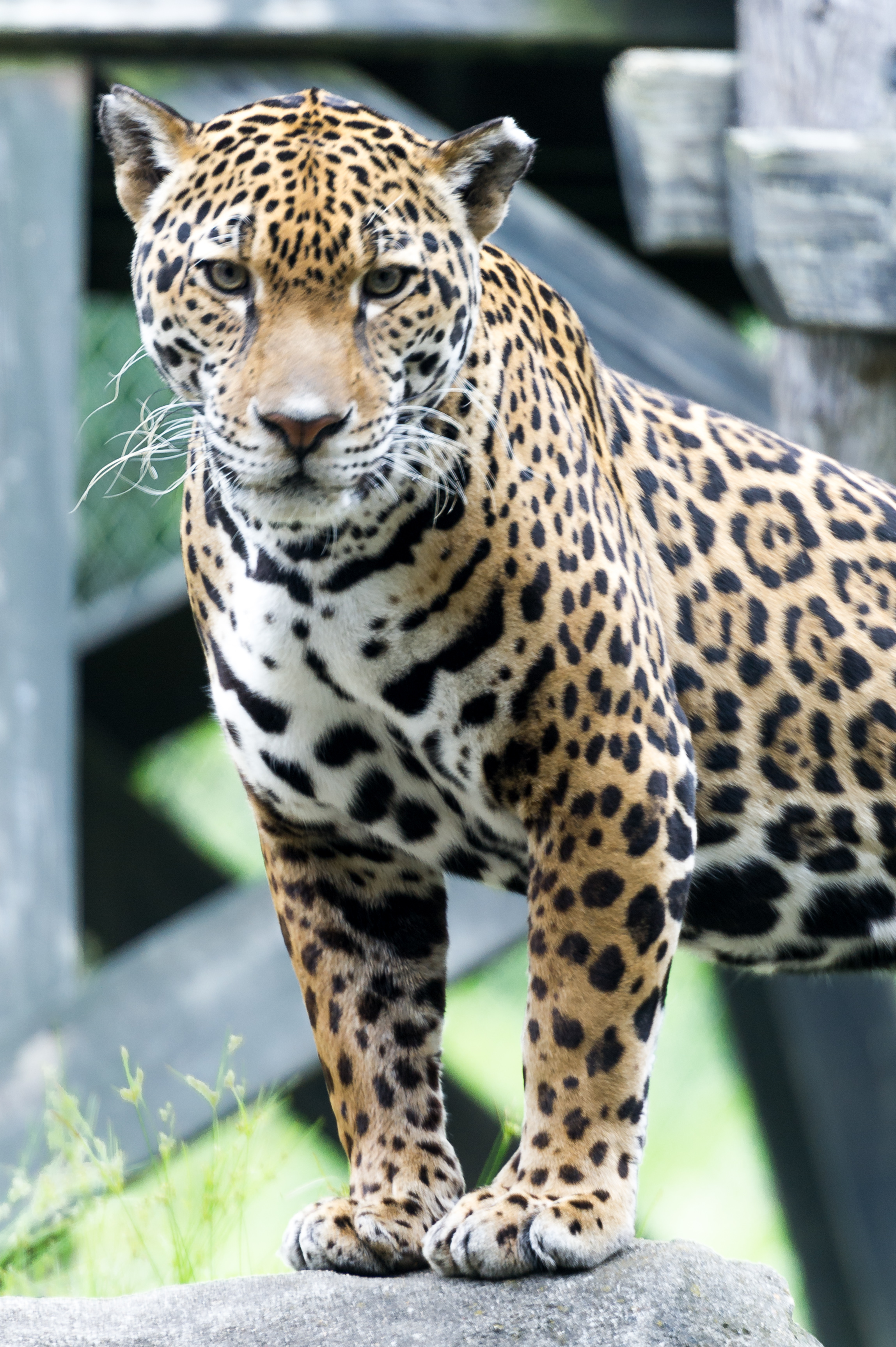 Jaguar Posed on Rock (18622496563).jpg