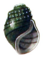 1842 drawing of a green shell Leptoxis plicata. Leptoxis plicata shell 2.jpg