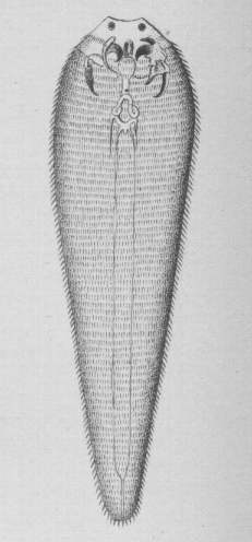 Linguatula taenioides, a pentastomid parasite of sheep