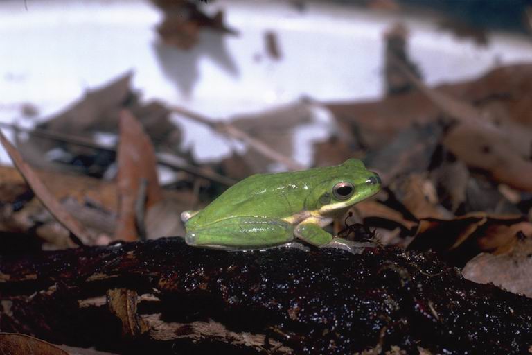 File:Litoria fallax02.jpg