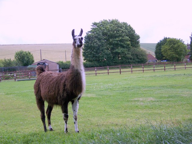 File:Llama at Monkton Deverill - geograph.org.uk - 865659.jpg