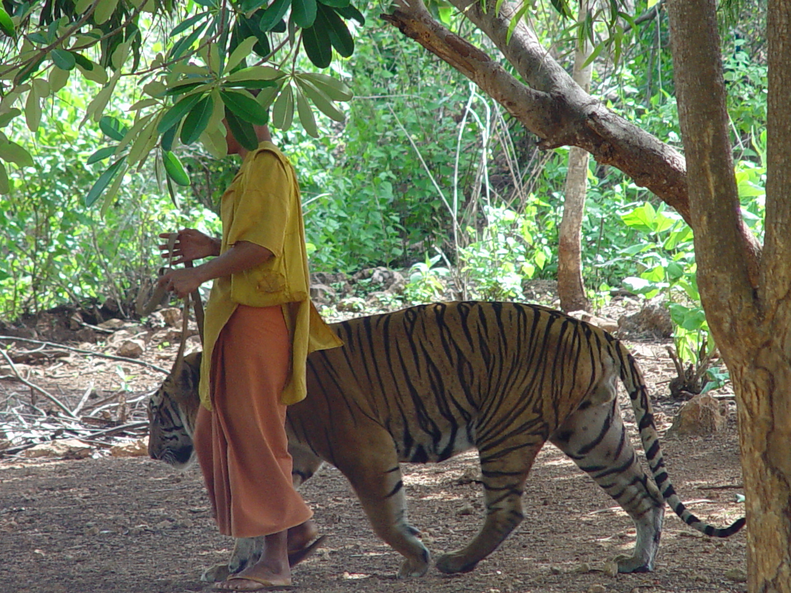 Animal welfare in Thailand - Wikipedia