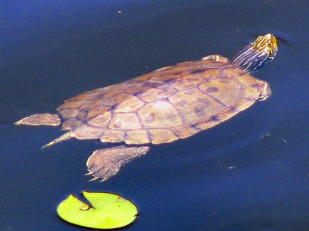 Map Turtle Shell