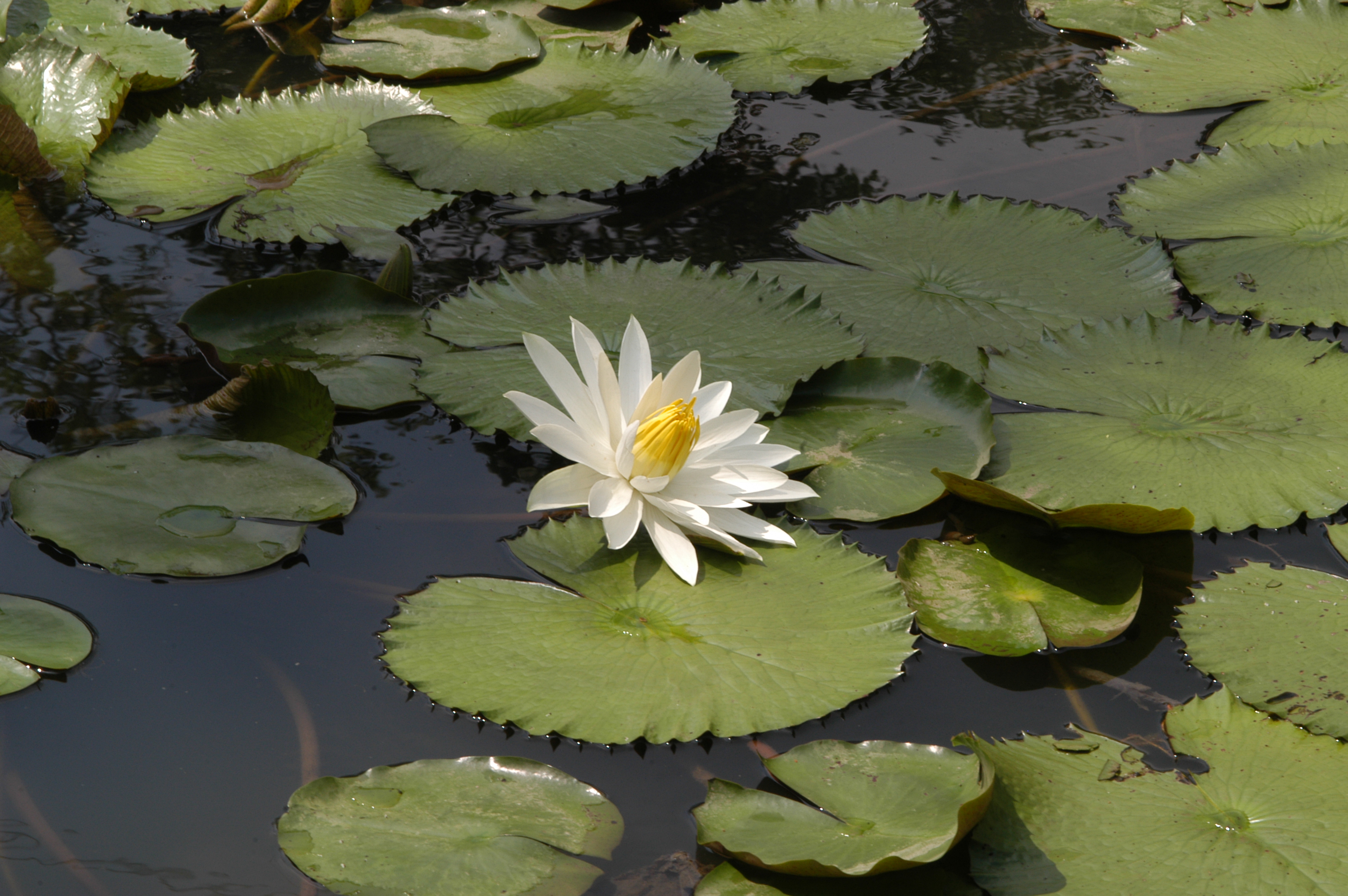 Почему водные цветковые растения. Nymphaea Lotus. Нимфея Лотос. Кувшинка нимфея. Нимфея тигровый Лотос.