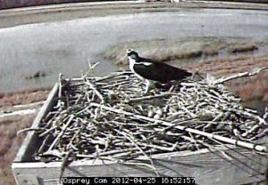 File:Osprey cam at Blackwater 2 (8191200248).jpg