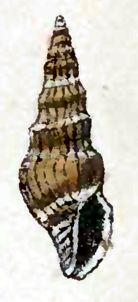 <i>Paradrillia patruelis</i> Species of gastropod