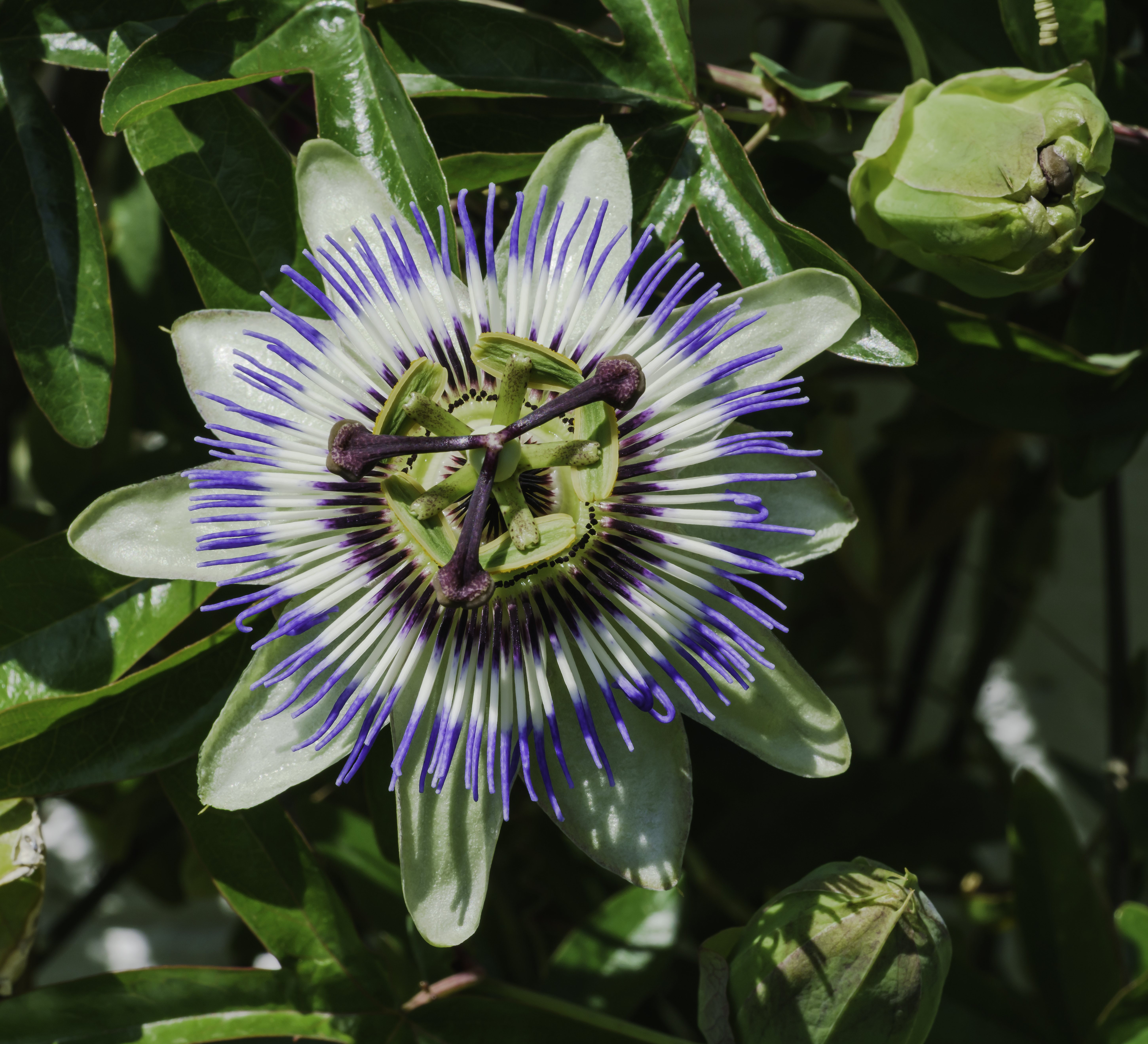 Passiflora Caerulea Wikipedia