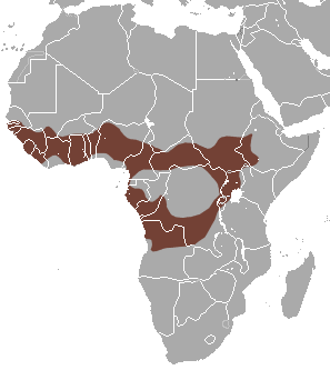 File:Peter's Dwarf Epauletted Fruit Bat area.png