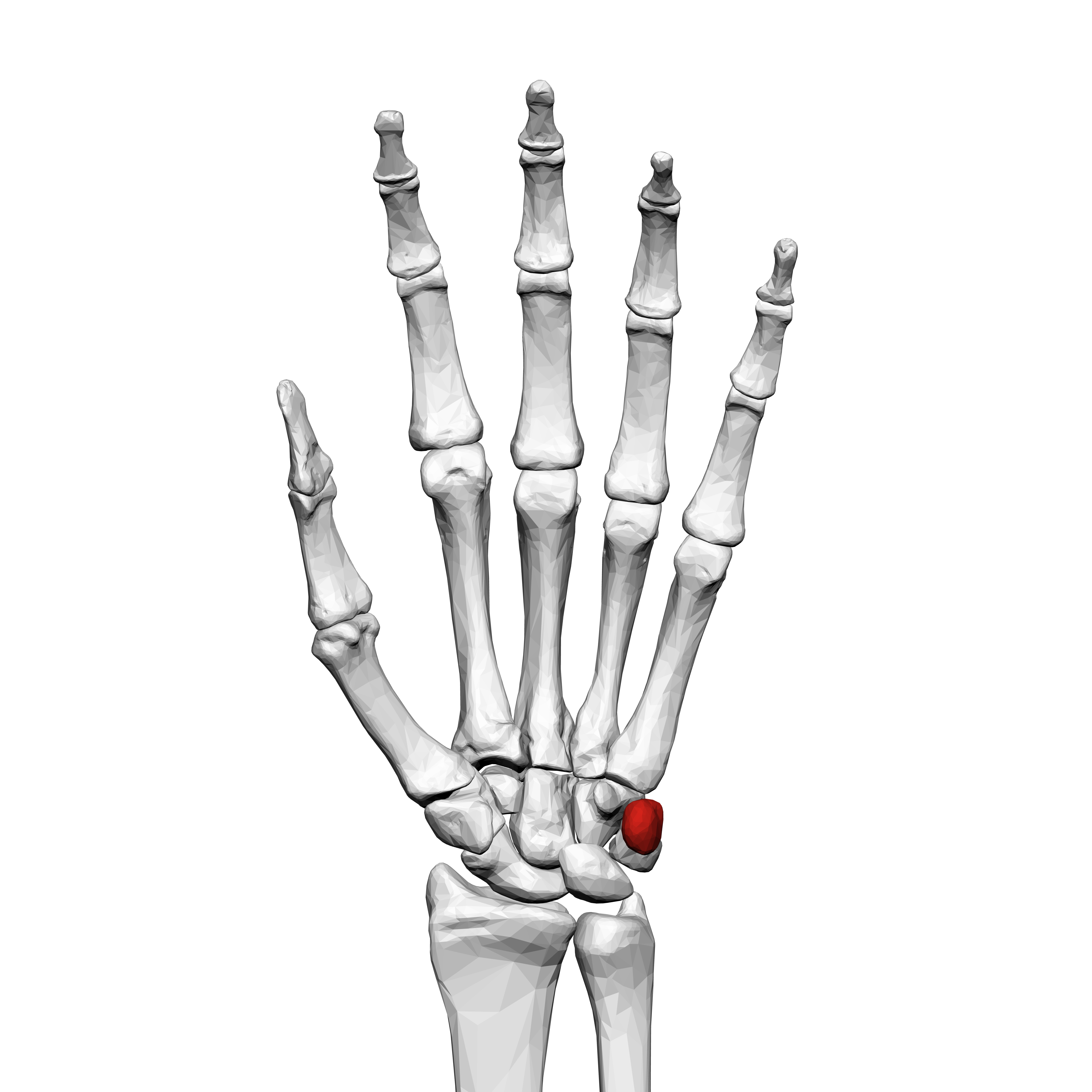 sesamoid bone hand