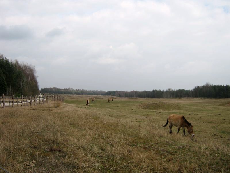 File:Przewalski-Pferde.jpg